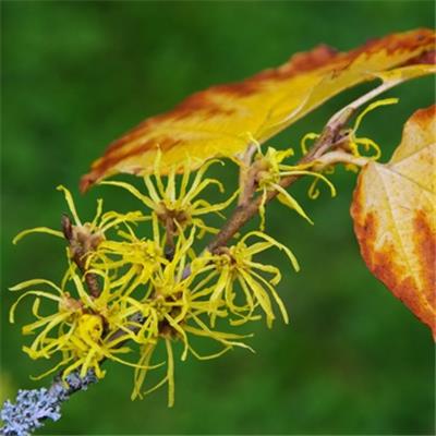 Hamamelis Virginiana-Zauberstrauch, virginischer, Urtinktur oder Pflanzenextrakt BIO