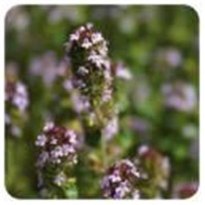 Ätherisches Öl Thymian ct Thujanol - Thymus vulgaris ct thujanol
