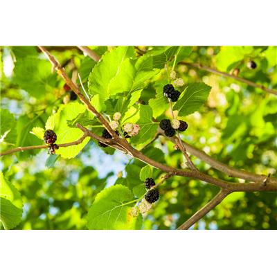 Morus nigra-Maulbeere, schwarzer, Knospen Glycerinmazerat BIO