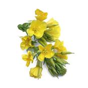 Oenothera Biennis-Kraut, wein, Urtinktur oder Pflanzenextrakt BIO