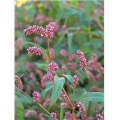 Polygonum Hydropiper-Flöhkraut, Urtinktur oder Pflanzenextrakt BIO
