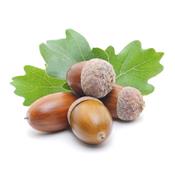 Quercus Robur-Eiche, sommer-, Knospen Glycerinmazerat BIO
