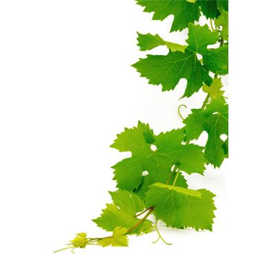 Vitis Vinifera-Rebe, Knospen Glycerinmazerat BIO