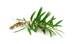 Ätherisches Öl Teebaum - Melaleuca Alternifolia BIO