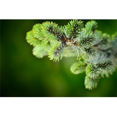 Abies Pectinata-Tanne Pektin, Urtinktur oder Pflanzenextrakt BIO