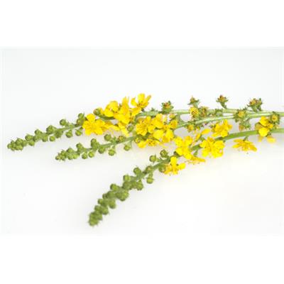 Agrimonia Eupatoria-Ackermennig, Urtinktur oder Pflanzenextrakt BIO