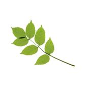 Fraxinus Excelsior-Gemeine Esche, Knospen Glycerinmazerat BIO