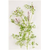 Fumaria Officinalis-Erdrauch, (gebraüchlicher), Urtinktur oder Pflanzenextrakt BIO