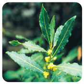 Ätherisches Öl Lorbeer - Laurus