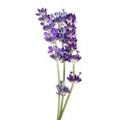Ätherisches Öl Lavendel - Lavandula Officinalis BIO