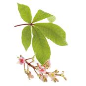 Aesculus hippocastanum-Rosskastanie, gemeine, Knospen Glycerinmazerat BIO