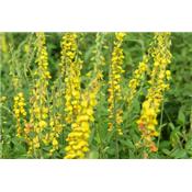 Melilotus officinalis-Honigklee, echter, Urtinktur oder Pflanzenextrakt BIO