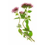 Origanum Vulgare-Dost, wilder, Urtinktur oder Pflanzenextrakt BIO