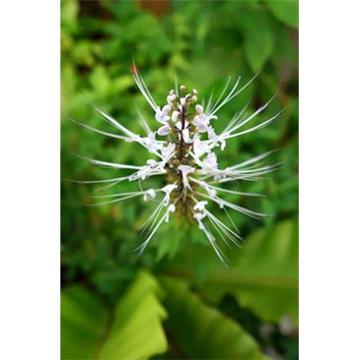 Orthosiphon Stamineus, Urtinktur oder Pflanzenextrakt BIO