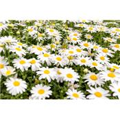 Bellis Perennis-Gänseblümchen, gemeines, Urtinktur oder Pflanzenextrakt BIO