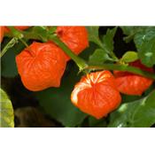 Physalis Alkekengi, Urtinktur oder Pflanzenextrakt BIO