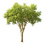 Platanus Orientalis-Kleiderbaum, Knospen Glycerinmazerat BIO