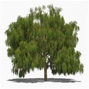 Salix Alba-Silberweide, Urtinktur oder Pflanzenextrakt BIO