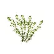 Thymus Vulgaris-Hühnerkohl, Urtinktur oder Pflanzenextrakt BIO
