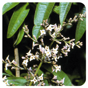 Ätherisches Öl Eisenkraut - Lippia citriodora