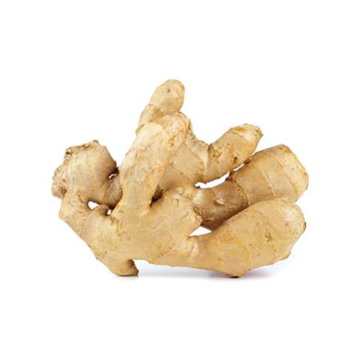 Zingiber Officinale-Ingwer, Urtinktur oder Pflanzenextrakt BIO