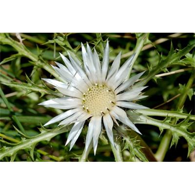 Carlina Acaulis-Distel, jäger, Urtinktur oder Pflanzenextrakt BIO