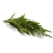 Cupressus Sempervirens, Urtinktur oder Pflanzenextrakt BIO