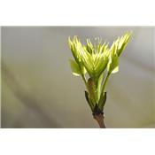 Fagus sylvatica-Buche, Knospen Glycerinmazerat BIO
