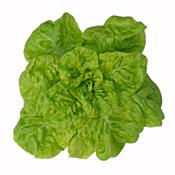 Lactuca Sativa-Lattich, (garten-), Urtinktur oder Pflanzenextrakt BIO