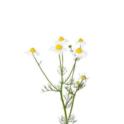 Matricaria Chamomilla-Kamille, Urtinktur oder Pflanzenextrakt BIO