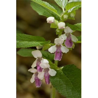 Melittis Melissophyllum-Bienensaug, Urtinktur oder Pflanzenextrakt BIO