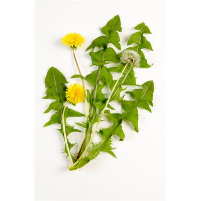 Taraxacum Dens Leonis, Urtinktur oder Pflanzenextrakt BIO