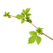Rubus Fructicosus-Brombeere, Knospen Glycerinmazerat BIO