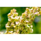 Rumex Crispus-Ampfer, krauser, Urtinktur oder Pflanzenextrakt BIO