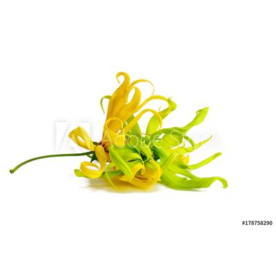Ätherisches Öl Ylang-Ylang - Cananga Odorata BIO
