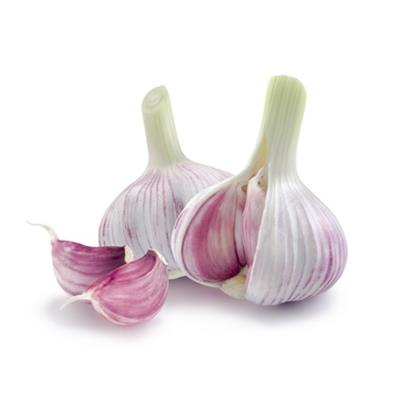 Allium Sativum-Knoblauch, Urtinktur oder Pflanzenextrakt BIO