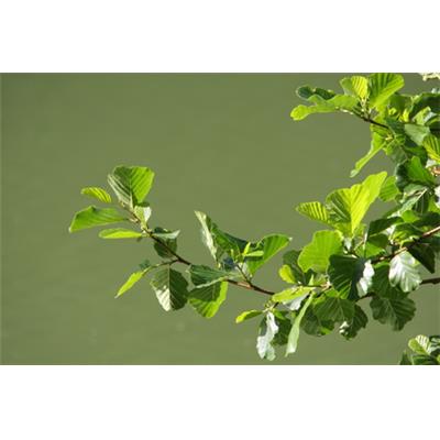 Alnus Glutinosa-Schwarzerle, Knospen Glycerinmazerat BIO