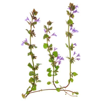 Ajuga Reptans-Gugelkraut, Urtinktur oder Pflanzenextrakt BIO