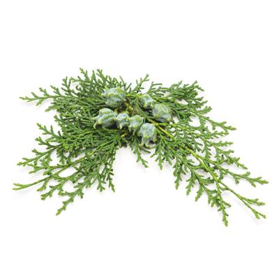 Cedrus libani-Libanon-Zeder, Knospen Glycerinmazerat BIO