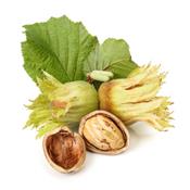 Corylus Avellana-Hasel, Knospen Glycerinmazerat BIO