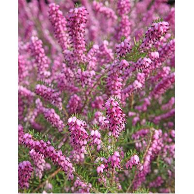 Erica cinerea-Besenheide, Knospen Glycerinmazerat BIO