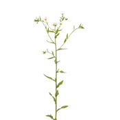 Erigeron Canadensis, Urtinktur oder Pflanzenextrakt BIO