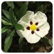 Ätherisches Öl Cistrosen - Cistus ladaniferus ct pinene BIO