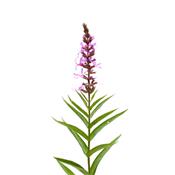 Lythrum Salicaria-Heinrich, stolzer, Urtinktur oder Pflanzenextrakt BIO