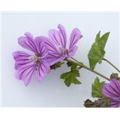 Malva Sylvestris-Käsepappel, Urtinktur oder Pflanzenextrakt BIO