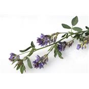 Medicago Sativa-Luzerne, blaue, Urtinktur oder Pflanzenextrakt BIO
