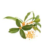 Ätherisches Öl Blätter der Bitterorange - Citrus Aurantium, Sinensis (Folium) BIO