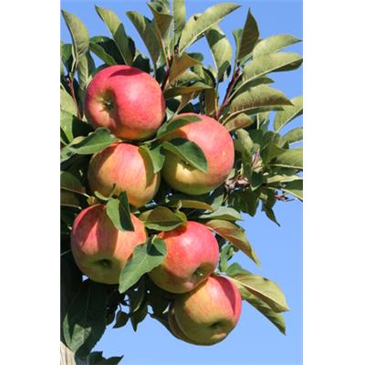 Pyrus malus-Apfel(baum), Knospen Glycerinmazerat BIO