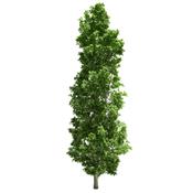 Populus Nigra-Schwarzpappel, Urtinktur oder Pflanzenextrakt BIO