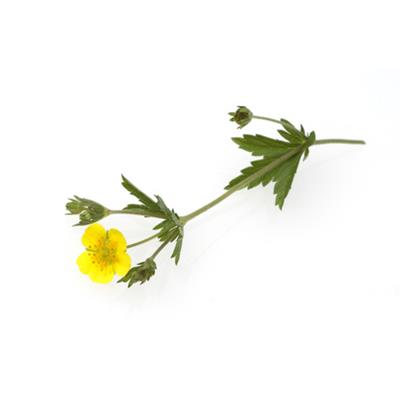 Potentilla Tormentilla, Urtinktur oder Pflanzenextrakt BIO
